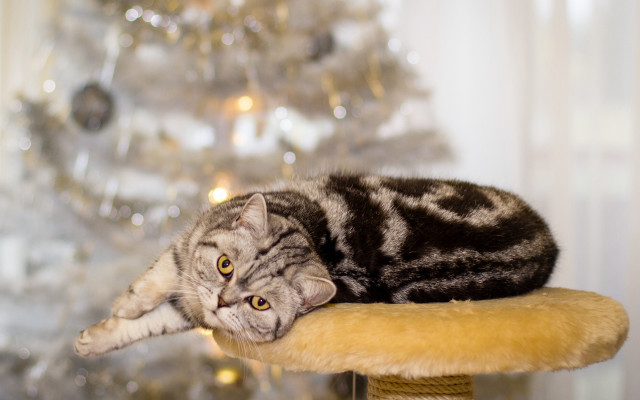 Cat christmas tree bokeh blurry free wallpaper - medium preview image