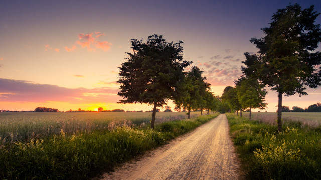 Dirt road trees sunset grass free wallpaper - medium preview image