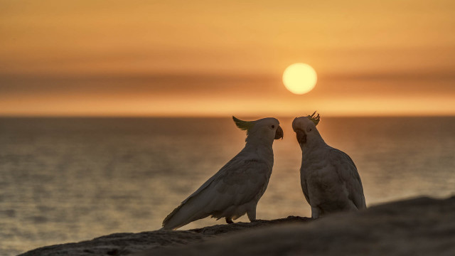 Birds sunset ocean beach moon free wallpaper - medium preview image