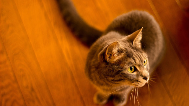 Curious cat wooden floor tilt free wallpaper - medium preview image