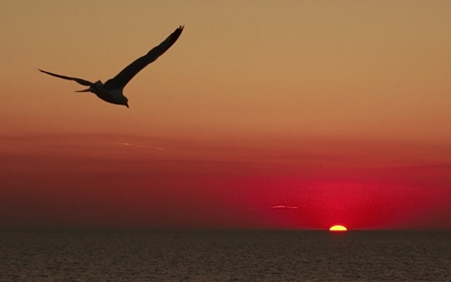 Bird ocean sunset red sky free wallpaper - medium preview image