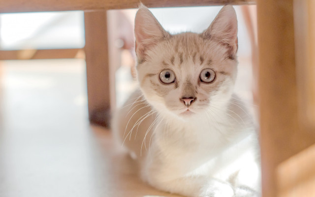 Cat surprised under table shiva free wallpaper - medium preview image