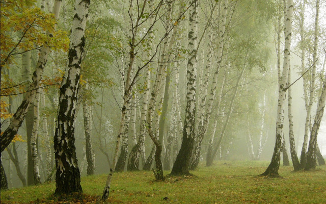 Foggy forest bench branch trees free wallpaper - medium preview image