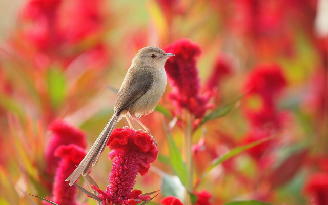 Bird red flower macro nature free wallpaper - medium preview image