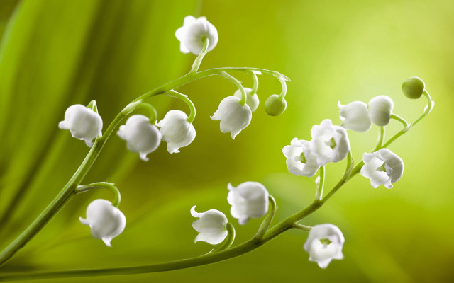 Flower center green blurry background free wallpaper - medium preview image