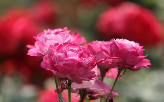 Pink flowers red background macro free wallpaper - medium preview image
