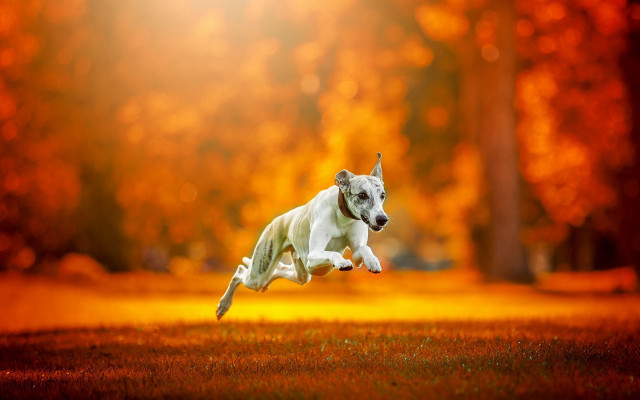 Dog jumping frisbee park autumn free wallpaper - medium preview image