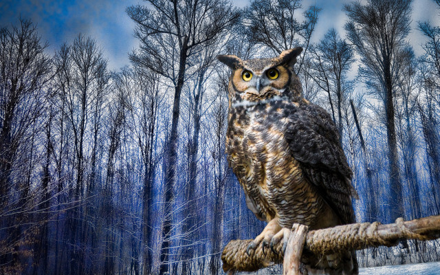Owl branch forest sky cherry free wallpaper - medium preview image