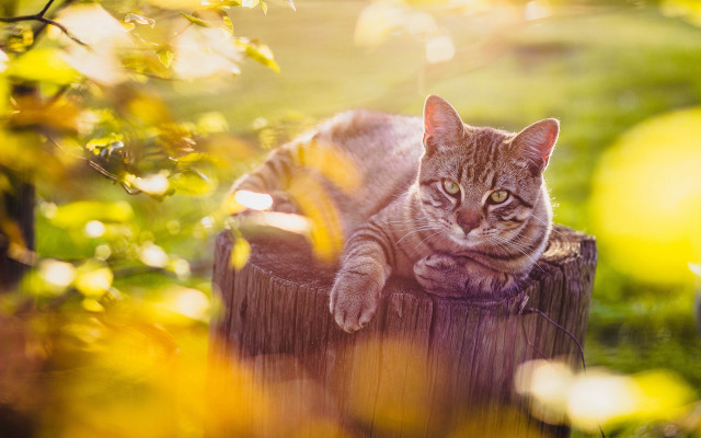 Cat fence field autumn fire free wallpaper - medium preview image