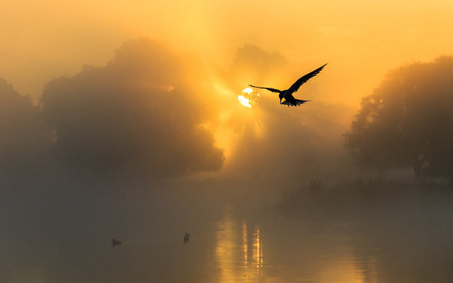 Bird flying lake sunset fog free wallpaper - medium preview image