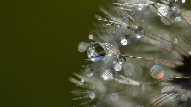 Dandelion water drops macro nature free wallpaper - medium preview image