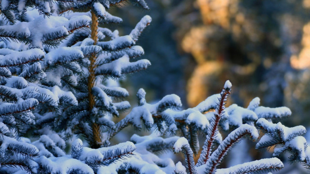 Pine tree snowy forest mountain free wallpaper - medium preview image