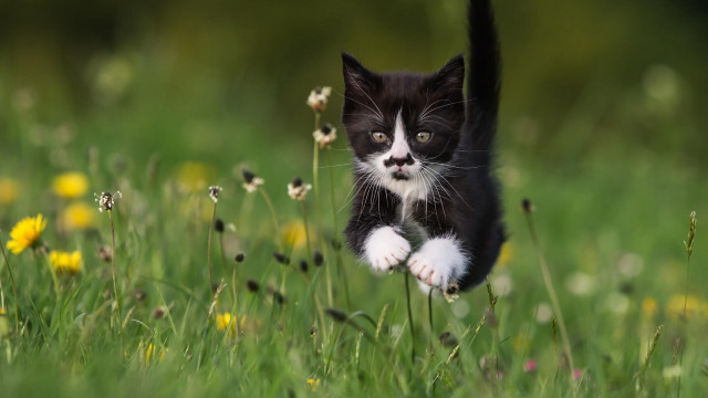 Kitten running field daisies blurry free wallpaper - medium preview image
