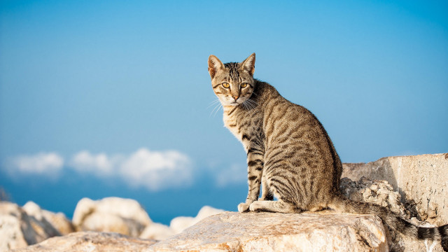 Cat rock sky clouds outdoors free wallpaper - medium preview image