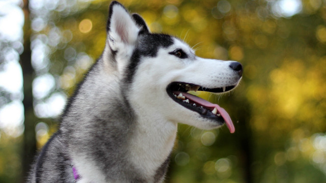 Husky tongue out trees bokeh free wallpaper - medium preview image