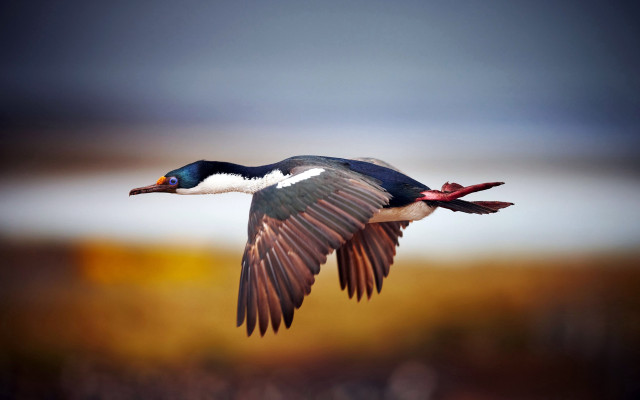 Bird flying wings spread blurry #2 free wallpaper - medium preview image