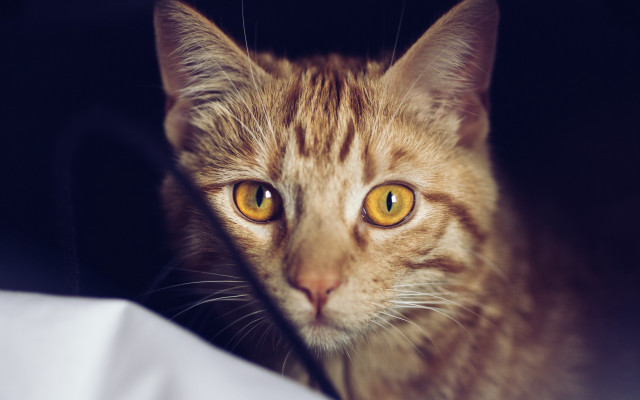Cat yellow eyes black background #3 free wallpaper - medium preview image