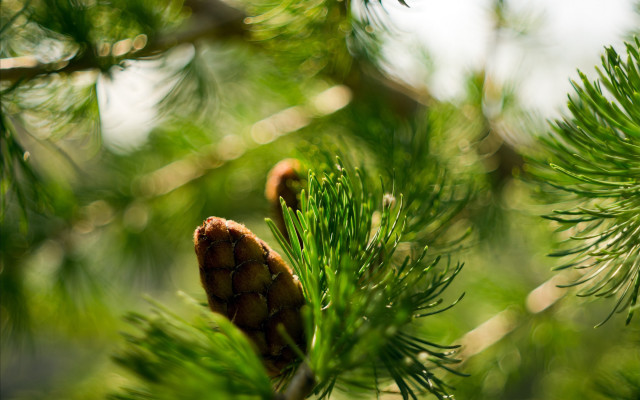 Pine cone branch green needles free wallpaper - medium preview image