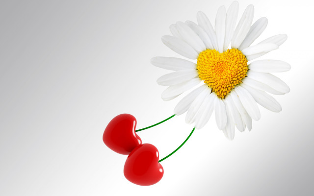 White daisy two cherries yellow free wallpaper for desktop - medium preview image