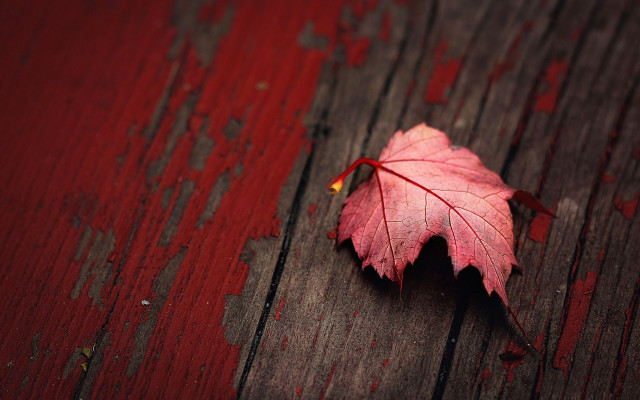 Red leaf wooden background blood free wallpaper - medium preview image