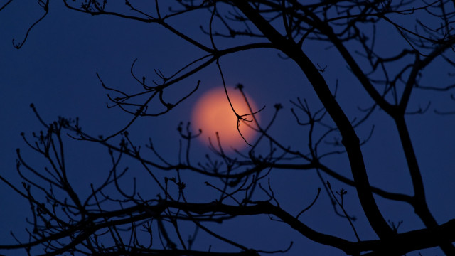 Orange light branched night moon free wallpaper - medium preview image