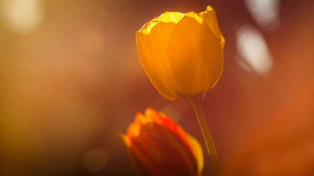 Yellow flower blurry petals macro free wallpaper - medium preview image