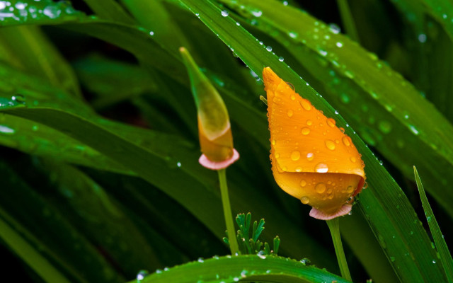 Yellow flower water droplets macro #8 free wallpaper - medium preview image