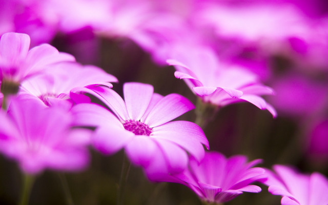 Pink flowers grass blurry background #2 free wallpaper - medium preview image
