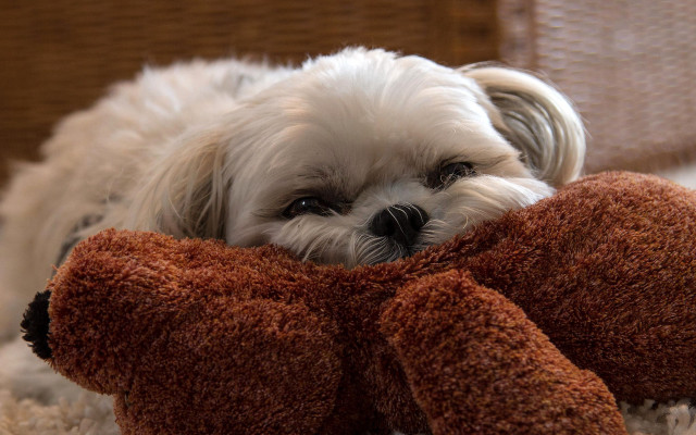 Small white dog laying on free wallpaper - medium preview image