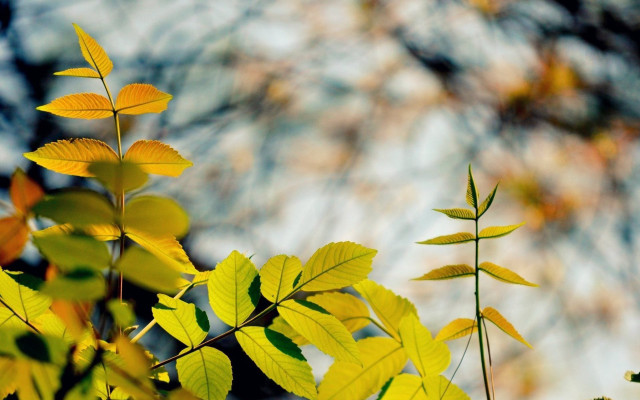 Tree yellow leaves autumn blur free wallpaper - medium preview image