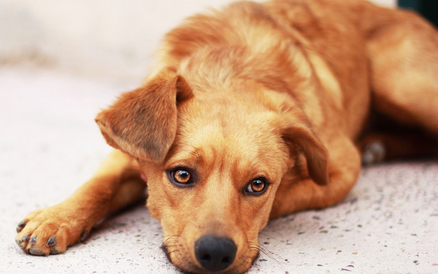 Brown dog laying head ground free wallpaper - medium preview image