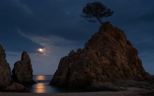 Full moon ocean rocks tree free wallpaper - medium preview image