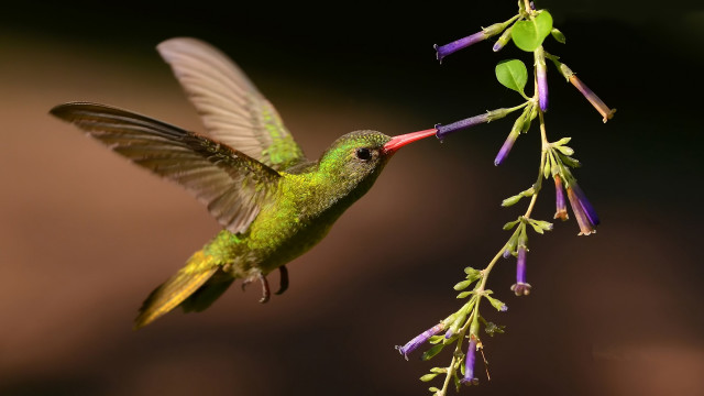 Hummingbird flower wings extended macro free wallpaper - medium preview image
