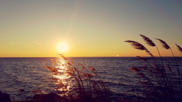 Sunset ocean plant boat sky free wallpaper - medium preview image