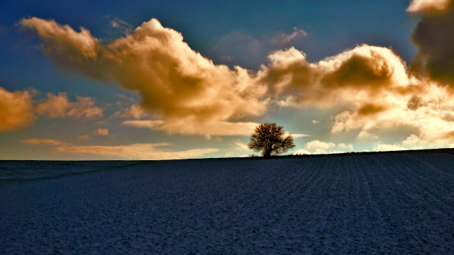 Lone tree field sunset cloudy free wallpaper - medium preview image