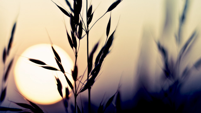 Plant sun blurry grass macro free wallpaper - medium preview image