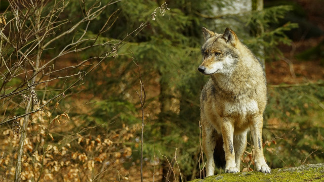 Wolf rock forest bushes nature free wallpaper - medium preview image