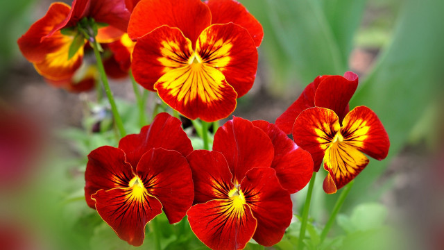 Flowers garden bokeh blurry closeup free wallpaper - medium preview image