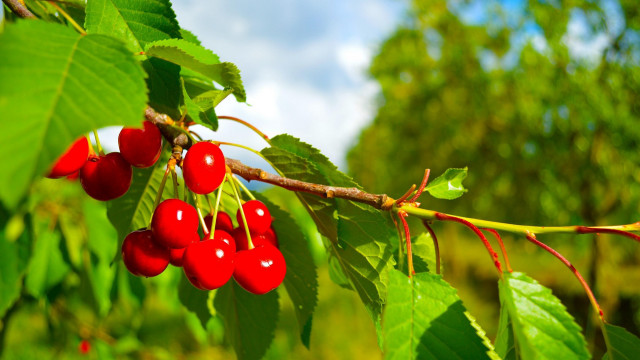 Cherry branch leaves sky bokeh free wallpaper - medium preview image