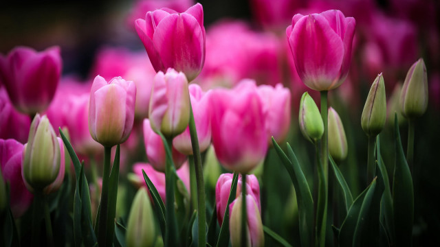 Pink flower macro grass blurry free wallpaper - medium preview image