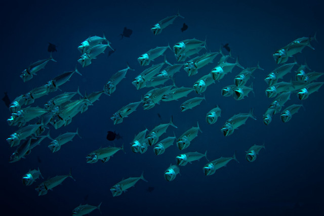 Large group fish swimming ocean free wallpaper - medium preview image