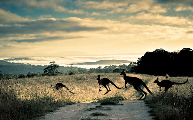 Kangaroos running field sun mountains #2 free wallpaper - medium preview image