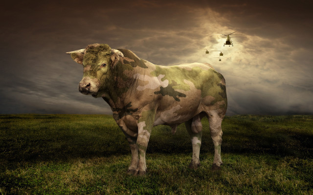 Cow field helicopter sunset photorealistic free wallpaper - medium preview image