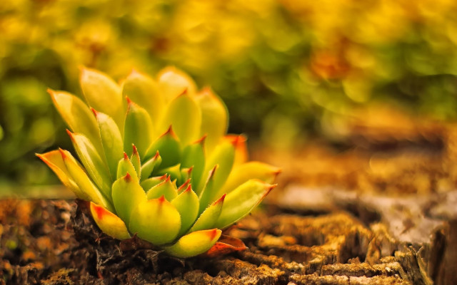 Small green plant tree stump free wallpaper - medium preview image