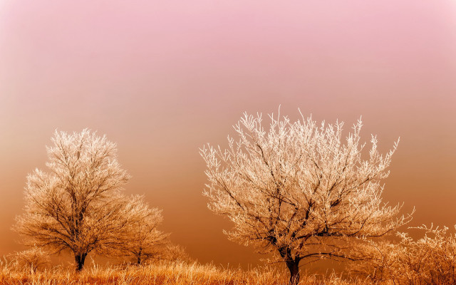 Trees field pink brown clouds free wallpaper - medium preview image