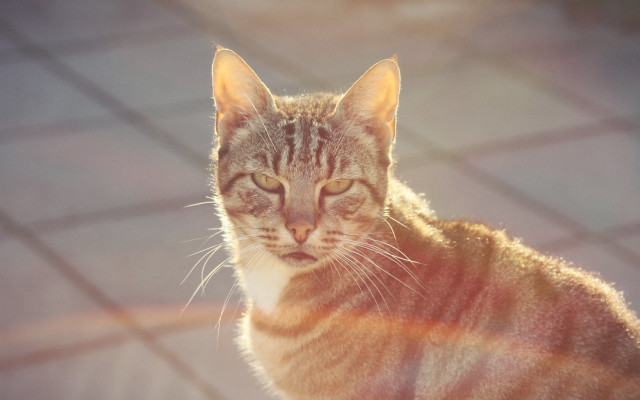 Cat sitting table distant look free wallpaper - medium preview image