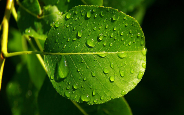 Green leaf water drops macro #20 free wallpaper - medium preview image