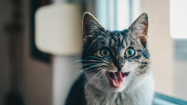 Black cat open mouth blue #2 free wallpaper - medium preview image