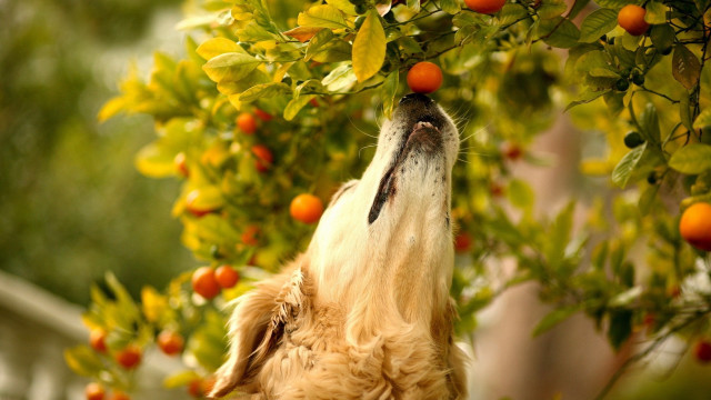 Dog reaching orange tree bokeh free wallpaper - medium preview image
