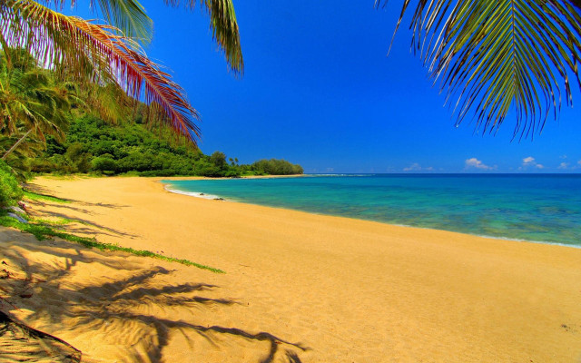 Beach palm tree blue sky #20 free wallpaper - medium preview image